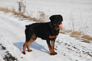 Rottweiler spielt mit einem Ball im Schnee im Winter