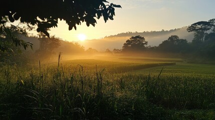Obraz premium Serene morning landscape with misty fields and sun rising over hills in a tranquil natural setting