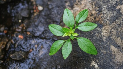 Green wild plant thriving in damp environment near drainage showcasing resilience and adaptability in natural habitats