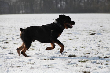 Rottweiler l&auml;uft &uuml;ber einen Acker mit Schnee im Winter 