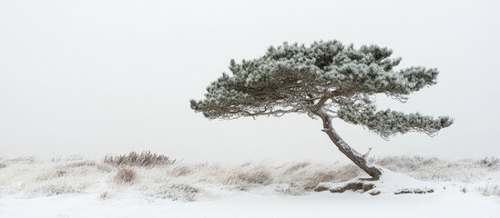 Winter landscape featuring a solitary pine tree covered in snow against a serene, white background