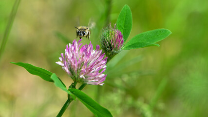 bee at work on clover flower collecting pollen. bright delicate pink clover flower, honey bee. macro nature, wild wildflower, useful insect, spring or summer sunny day, close-up. natural background