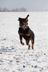 Rottweiler läuft über einen Acker mit Schnee im Winter 