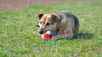 Dog lying on the grass, ball in his mouth. red-haired a large dog holds a ball in his mouth, lying...