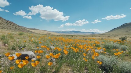 Fototapeta premium Golden poppy wildflowers blooming in a high desert landscape under a bright blue sky with fluffy clouds and distant mountains in view