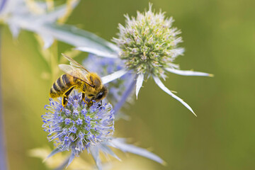 bee collecting nectar from a thorny wildflower close-up. honey bee on the meadow plant Eryngium. macro photo of an insect in nature. natural background, benefits of bees in nature. place for text