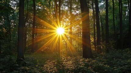 Golden sunlight filtering through a forest canopy creating a breathtaking natural star effect amid lush greenery and towering trees