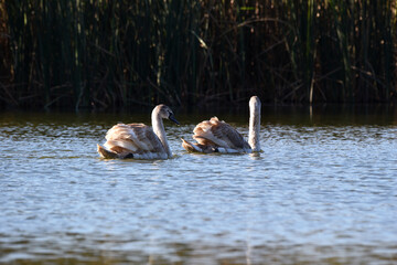 Swan. bird on the water. grey swans swims in a lake. big beautiful swans floats on the river on a beautiful autumn, sunny day. spring on the lake. wild bird, natural background. family of white swans