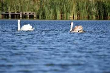Swan. bird on the water. white swans swims in a lake. big beautiful swans floats on the river on a...