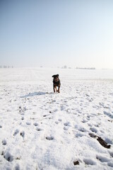 Rottweiler läuft über einen Acker mit Schnee im Winter 