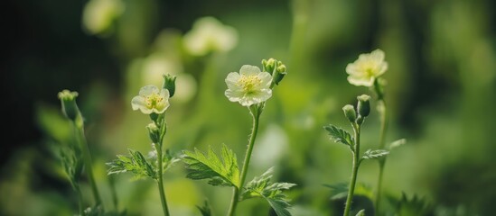 Obraz premium Delicate wild yellow flowers blooming amidst lush green foliage in a serene natural setting.