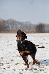 Rottweiler springt im Winter nach einem Schneeball