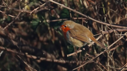 European Robin on branch, Erithacus rubecula, birds of Montenegro	