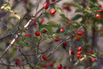 red rose hips on a branch in the forest. autumn time, rosehip bush background. wild berries. beauty in nature, berry in the forest close-up. for medicine, for tea. vitamins in nature