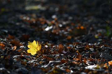 oak foliage. Close up of bright yellow oak leaf in the sunlight, blurred natural background in autumn park or the forest. selective focus. sunny autumn day. seasonal leaf fall