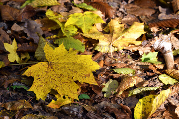 maple foliage. Close up of bright yellow maple leaves on fall tree branches with blurred natural background in autumn park or the forest. selective focus. sunny autumn day. seasonal leaf fall