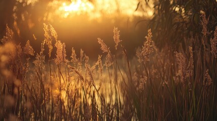 Golden sunset over wild grass reflecting on tranquil water creating a serene natural landscape scene.