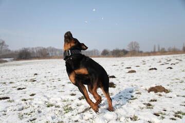 Rottweiler springt im Winter nach einem Schneeball
