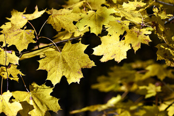 maple foliage. Close up of bright yellow maple leaves on fall tree branches with blurred natural background in autumn park or the forest. selective focus. sunny autumn day. seasonal leaf fall
