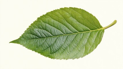 Fototapeta premium Detailed close-up of a vibrant green plant leaf showcasing intricate veins and texture against a soft light background for botanical themes.