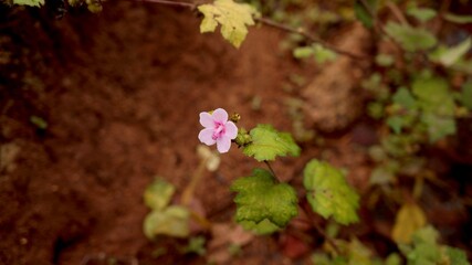 Beauty and fresh flower in side of garden stock photo