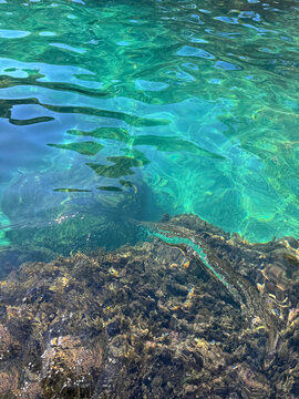 Sea crystal clear water with underwater algae 