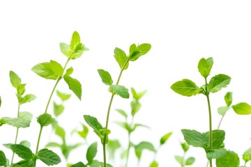 Growing Vibrant Green Mint Plants Successfully Outdoors