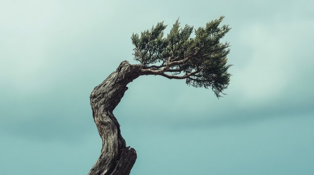 Elegant windhover perched on a windswept tree with a dramatic twist and serene backdrop under a cloudy sky.