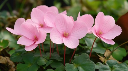 Fototapeta premium Pink cyclamen flowers blooming amidst lush green grass in a vibrant natural setting showcasing spring's beauty and floral elegance.