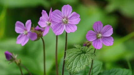 Fototapeta premium Delicate wild purple flowers blooming in a lush green environment showcasing vibrant colors and natural beauty in springtime.