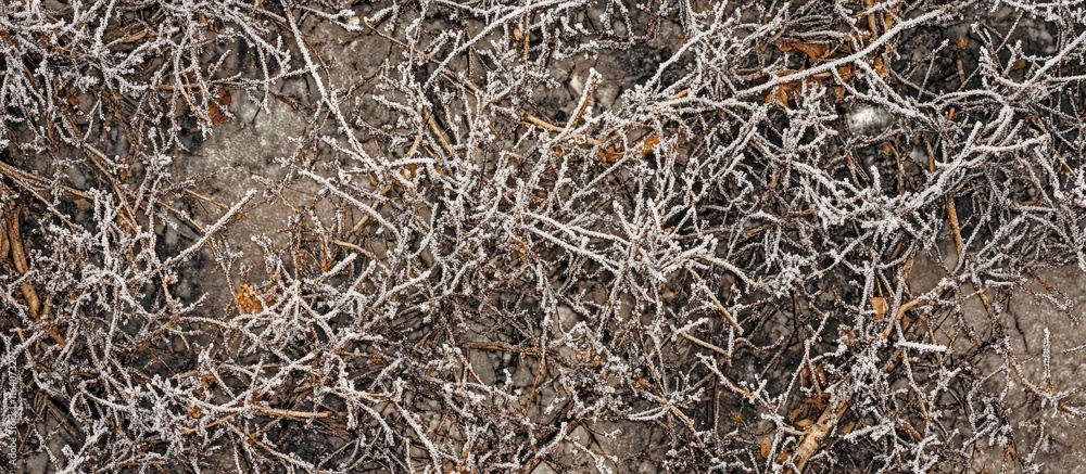Poster frosted branches and twigs creating a textured winter background for seasonal design and nature-them