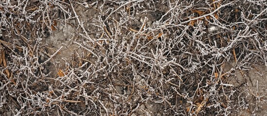 Frosted branches and twigs creating a textured winter background for seasonal design and nature-themed projects