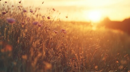 Obraz premium Golden sunset illuminating a field of wildflowers creating a serene and picturesque natural landscape.