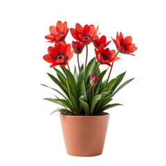 Obraz premium Potted Plant with Red Flowers Showcasing Natural Beauty