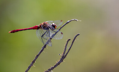 A resting red dragonfly Sympetrum vulgatum