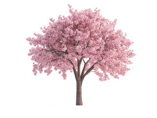 Obraz premium sakura tree isolate on white background --ar 4:3 --v 6.1 Job ID: a256d30c-a084-4cf5-9449-404cca3658db