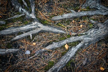 Tree roots creating intricate patterns on a forest floor with leaves and moss.