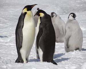 Fototapeta premium Emperor Penguins. Majestic species of penguin. King penguins in Antarctica. Group of penguins are standing in the snow, with two of them looking at each other