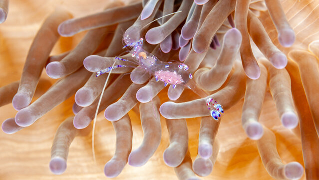 Indonesia, Raja Ampat, Transparent cleaner anemone shrimp with eggs
