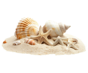 sea shells and starfish on sand on isolated transparent background PNG