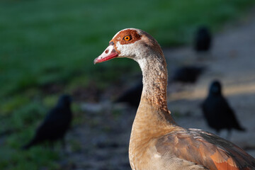 Portrait of an adult male Nile or Egyptian goose (Alopochen aegyptiaca) with jackdaws in the background