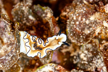 Indonesia, Raja Ampat, Nudibranch, Doriprismatica atromarginata, Sea slug