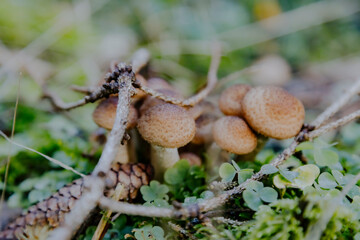 A cluster of forest mushrooms nestled in soft green moss, blending perfectly with nature’s serene textures and vibrant shades of life