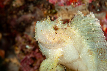 Indonesia, Raja Ampat, Leaf Scorpionfish (Taenianotus)