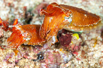 Indonesia, Raja Ampat, Papuan Cuttlefish (Ascarosepion papuense)