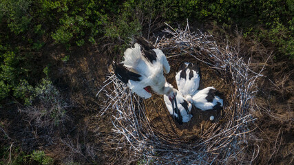 A large white stork in a nest or a stork 's nest in the Far East of Russia . Amur region