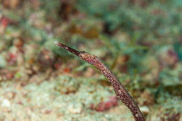 Indonesia, Raja Ampat, Bentstick Pipefish (Trachyrhamphus bicoarctatus)