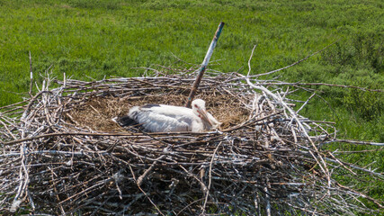 A large white stork in a nest or a stork 's nest in the Far East of Russia . Amur region