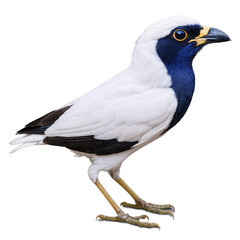 Fototapeta premium Rare Bali Myna bird closeup capturing vibrant colors and distinct features in natural habitat