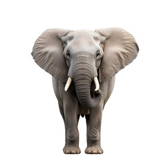 Obraz premium Majestic elephant with large ears and tusks. transparent background. transparent background.